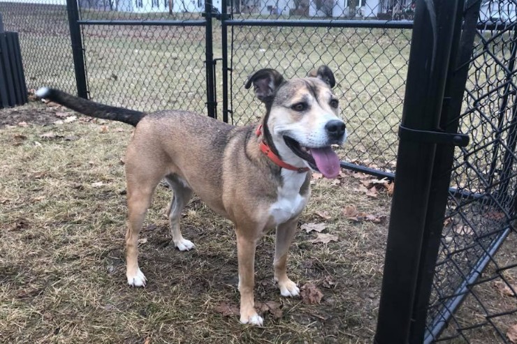 dog park